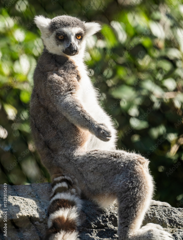 Obraz premium Lemur Sits On Rock And Takes In The Day