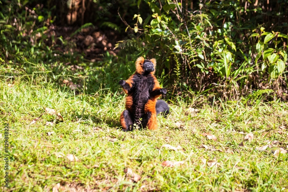 Red Ruffed Lemur Standing in Grassy Madagascar Habitat Red Ruffed Lemur Standing in Grassy Madagascar Habitat