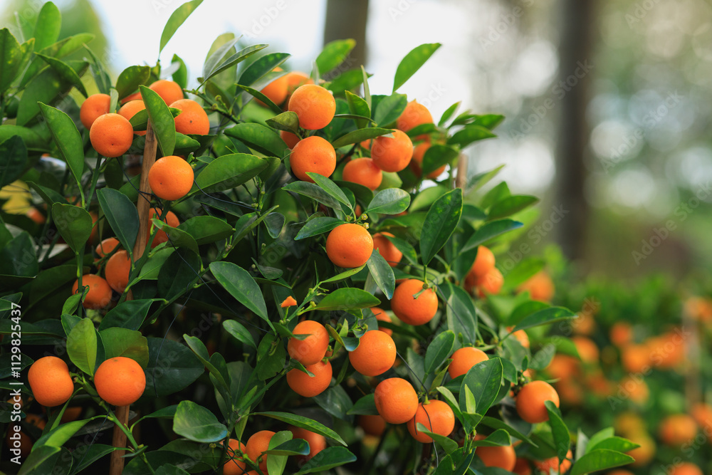 Potted plant Chinese citrus for a happy chinese new year's decoration Potted plant Chinese citrus for a happy chinese new year's decoration