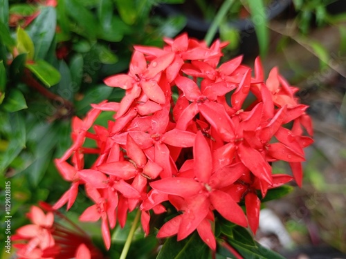 Needle flowers blooming bright in garden park 