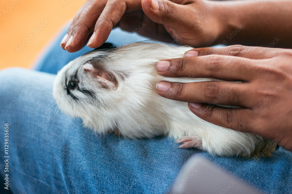 A fluffy guinea pig comfortably lounging on its owner's lap. A fluffy guinea pig comfortably lounging on its owner's lap.
