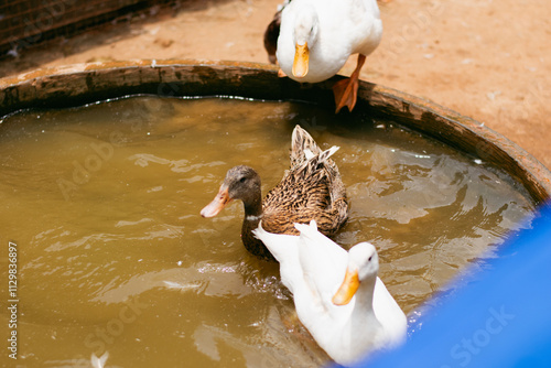 Group of ducks relaxing in a pool, closeup shot. photo