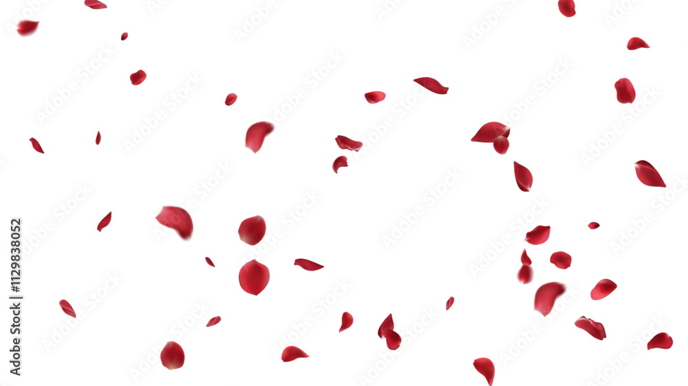 Red rose petals fly in a circle on a white background. Red rose petals fly in a circle on a white background.