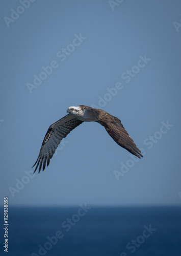 Eagle flying over water