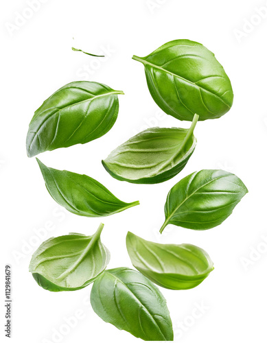 Falling chopped basil on white emphasizing fragrant green leaves
