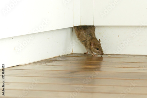 Картината върху платно ship rat (rattus rattus) emerges from unseen crevice on to a wooden floor in hou