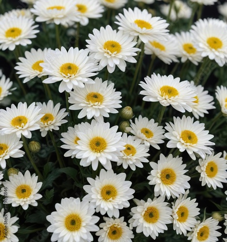 Dense cluster of unopened white chrysanthemum buds against stark black , gardening, detail