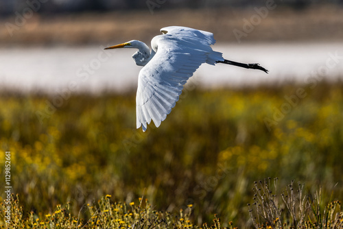 Great egret flying in beautiful light, seen in the wild in a North California marsh 
