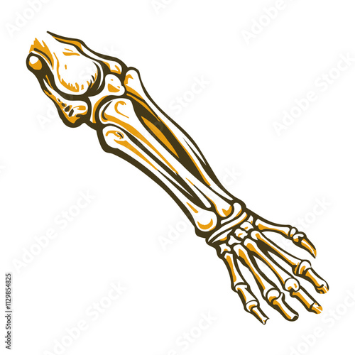 A vintage illustration of forearm bones