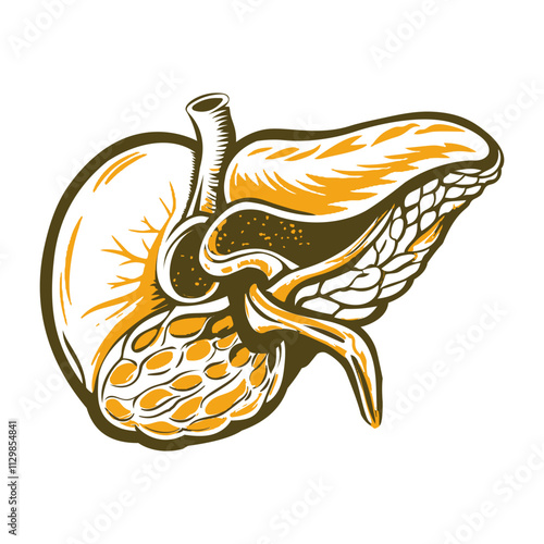 A vintage style illustration of gallbladder