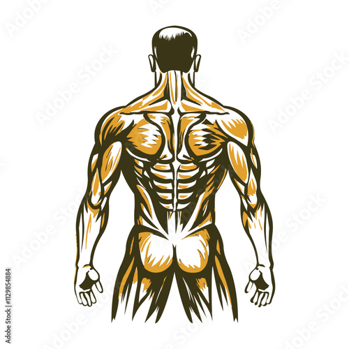 Vintage illustration of human back with gluteus maximus muscles