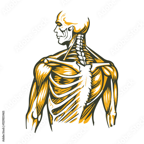 A vintage illustration of shoulder blade