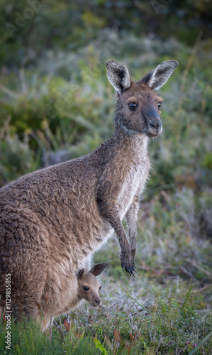 Kangaroo with baby