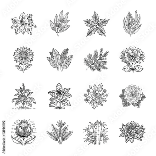 Collection of Botanical Hand Drawn Illustrations 

