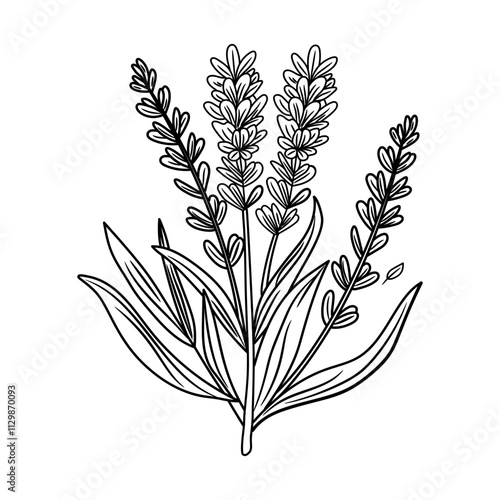 A hand drawn icon of lavender stem