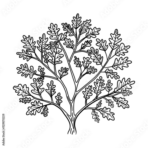 A sketchy style icon of oak branches
