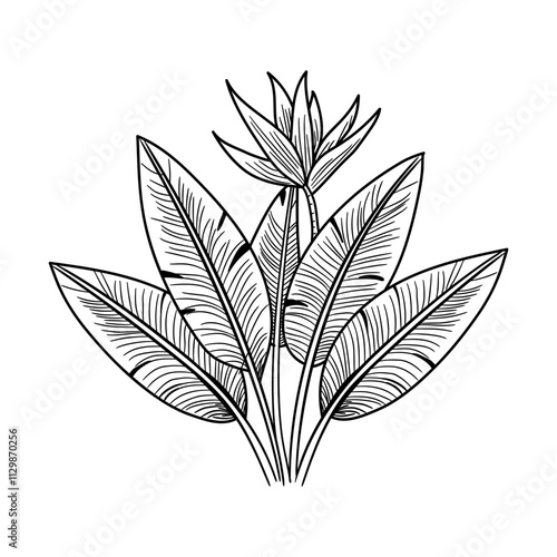 A hand drawn icon of paradise plant