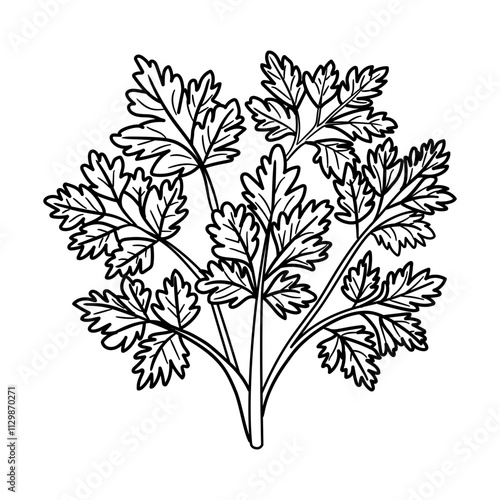 A doodle style icon of parsley