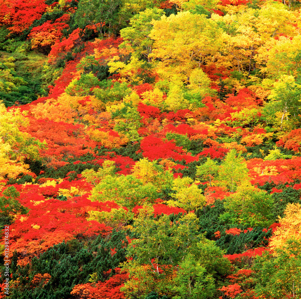 大雪山系”銀泉台”の紅葉(上川町) 大雪山系”銀泉台”の紅葉(上川町)