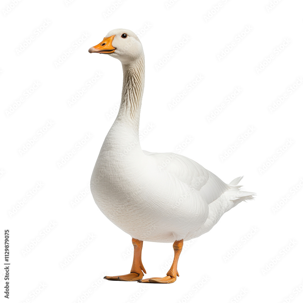 A white goose standing tall and elegant. transparent background A white goose standing tall and elegant. transparent background