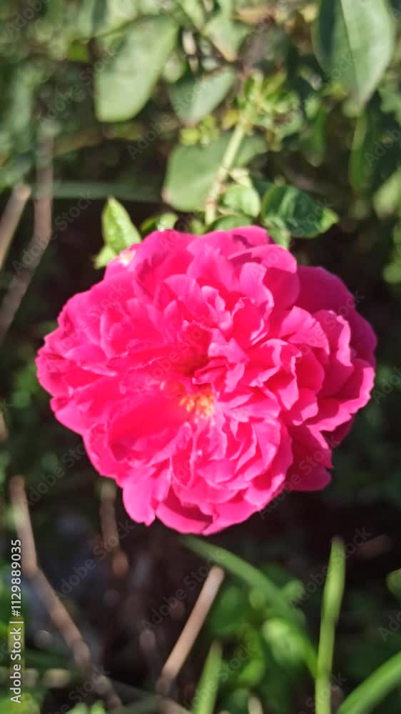 the pink rose the pink rose