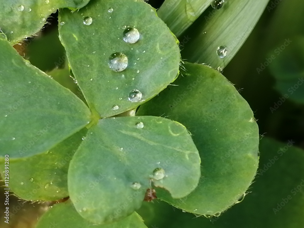 水玉 水玉
