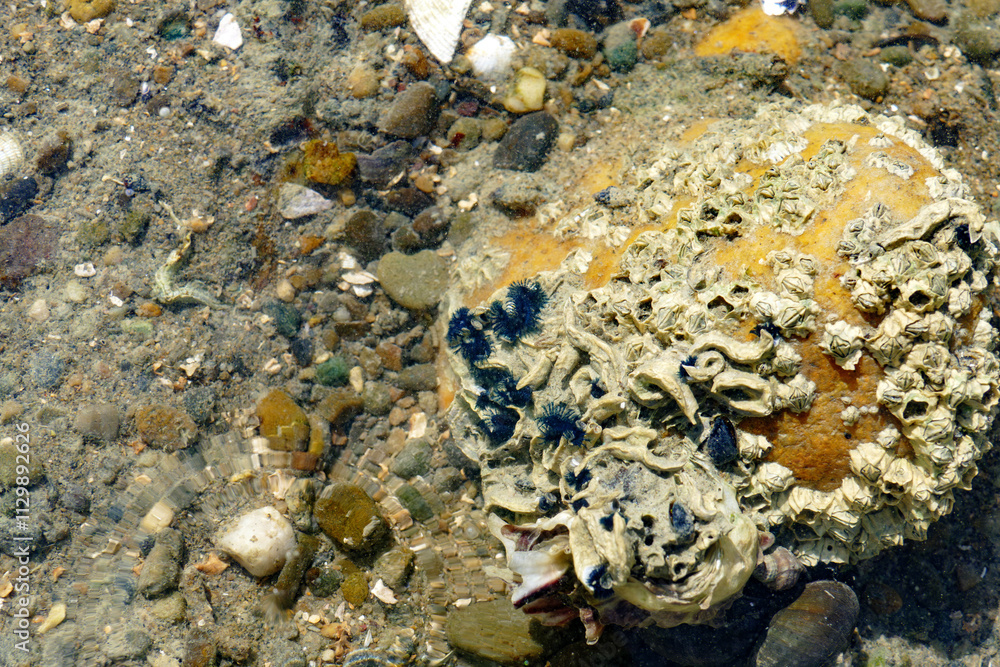 a grouping of blue tubeworms, blue tenacles out on a rock in moutere inlet estuary new zealand a grouping of blue tubeworms, blue tenacles out on a rock in moutere inlet estuary new zealand