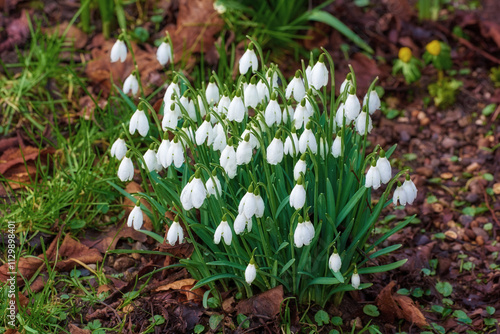 Flowers, outdoor and garden with spring, growth and plants, blossom and bunch of flora in nature. Green, petal and park with grass, leaf and natural environment with bud, backyard and white snowdrop photo