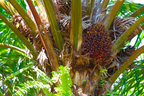 Palm trees in the garden, palm fruit