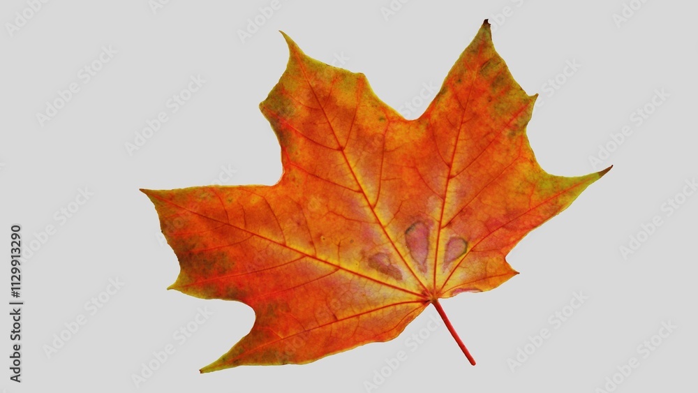 Autumn leaf cutout. single dried up fall leaf top view . white birch leaf . maple leaf flat lay isolated on white background. Orange fall autumn leaf Autumn leaf cutout. single dried up fall leaf top view . white birch leaf . maple leaf flat lay isolated on white background. Orange fall autumn leaf