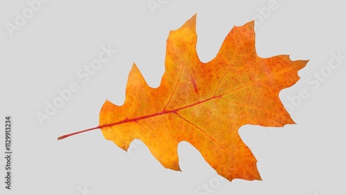 Autumn leaf cutout. single dried up fall leaf top view . white birch leaf . maple leaf flat lay isolated on white background. Orange fall autumn leaf