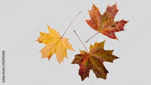 Autumn leaf cutout. single dried up fall leaf top view . white birch leaf . maple leaf flat lay isolated on white background. Orange fall autumn leaf