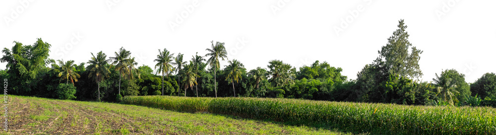 Forest and foliage in summer isolated on transparent background with cut path and alpha channel, high resolution. Forest and foliage in summer isolated on transparent background with cut path and alpha channel, high resolution.