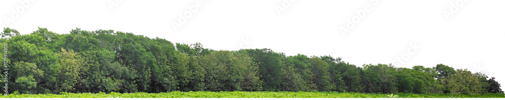 Forest and foliage in summer isolated on transparent background with cut path and alpha channel, high resolution. Forest and foliage in summer isolated on transparent background with cut path and alpha channel, high resolution.