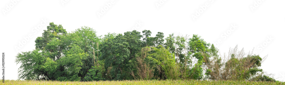 Forest and foliage in summer isolated on transparent background with cut path and alpha channel, high resolution. Forest and foliage in summer isolated on transparent background with cut path and alpha channel, high resolution.