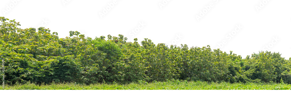 Forest and foliage in summer isolated on transparent background with cut path and alpha channel, high resolution. Forest and foliage in summer isolated on transparent background with cut path and alpha channel, high resolution.