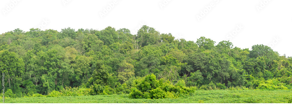 custom made wallpaper toronto digitalForest and foliage in summer isolated on transparent background with cut path and alpha channel, high resolution.