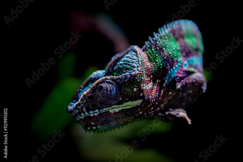 Portrait of panther chameleon on branch photo