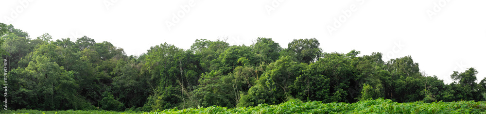 Forest and foliage in summer isolated on transparent background with cut path and alpha channel, high resolution. Forest and foliage in summer isolated on transparent background with cut path and alpha channel, high resolution.