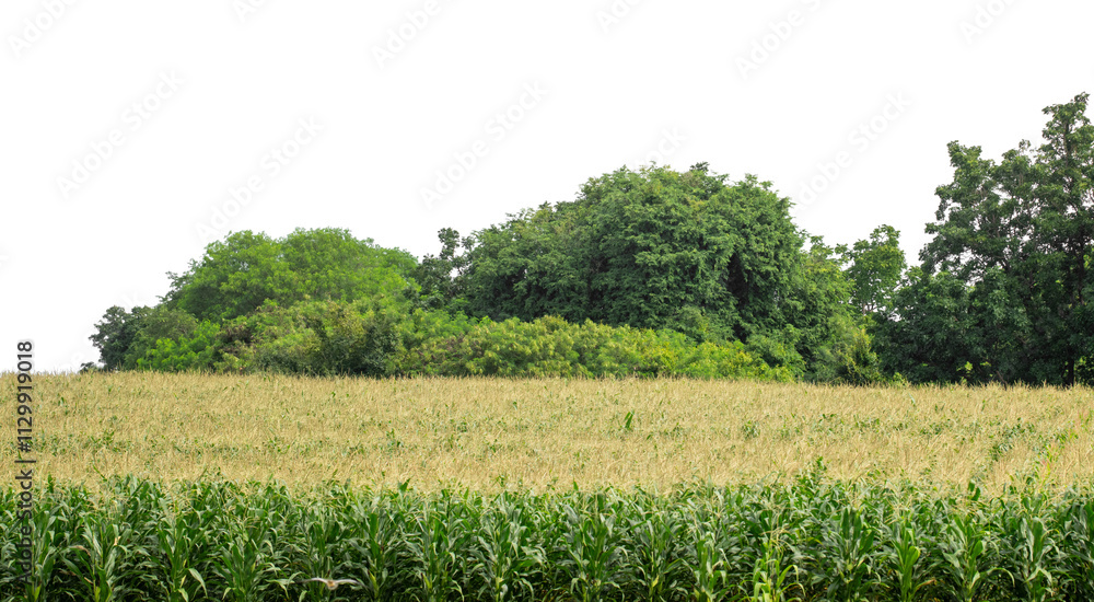 Obraz premium Forest and foliage in summer isolated on transparent background with cut path and alpha channel, high resolution.
