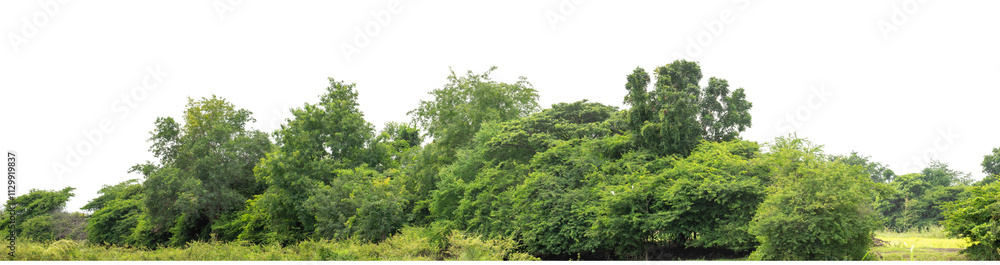 Forest and foliage in summer isolated on transparent background with cut path and alpha channel, high resolution. Forest and foliage in summer isolated on transparent background with cut path and alpha channel, high resolution.