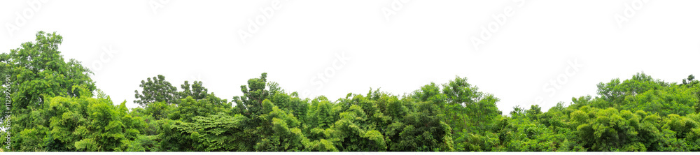 Green trees isolated are forest on transparent background. Forest and foliage in summer with cut path and alpha channel, high resolution. Green trees isolated are forest on transparent background. Forest and foliage in summer with cut path and alpha channel, high resolution.