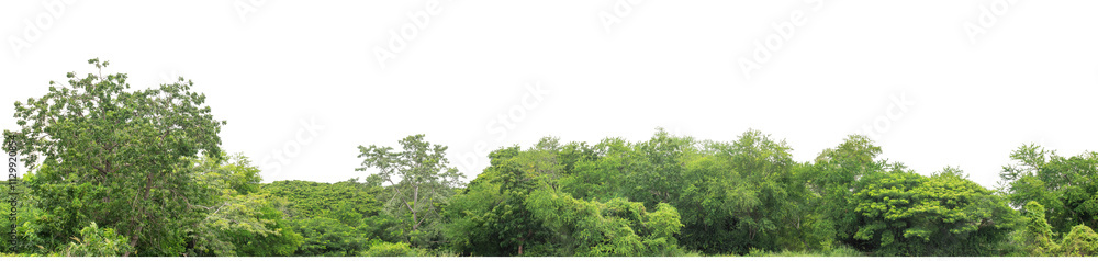 Green trees isolated are forest on transparent background. Forest and foliage in summer with cut path and alpha channel, high resolution. Green trees isolated are forest on transparent background. Forest and foliage in summer with cut path and alpha channel, high resolution.
