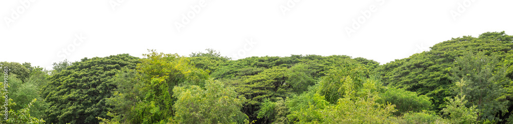 Forest and foliage in summer isolated on transparent background with cut path and alpha channel, high resolution. Forest and foliage in summer isolated on transparent background with cut path and alpha channel, high resolution.