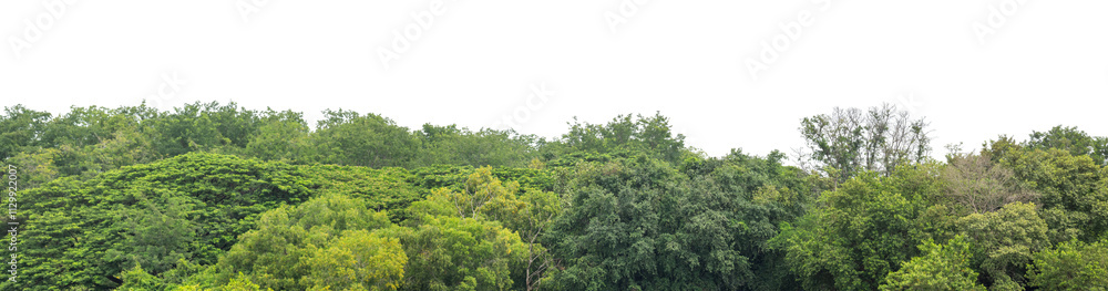 Forest and foliage in summer isolated on transparent background with cut path and alpha channel, high resolution. Forest and foliage in summer isolated on transparent background with cut path and alpha channel, high resolution.