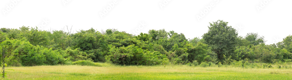 Forest and foliage in summer isolated on transparent background with cut path and alpha channel, high resolution. Forest and foliage in summer isolated on transparent background with cut path and alpha channel, high resolution.