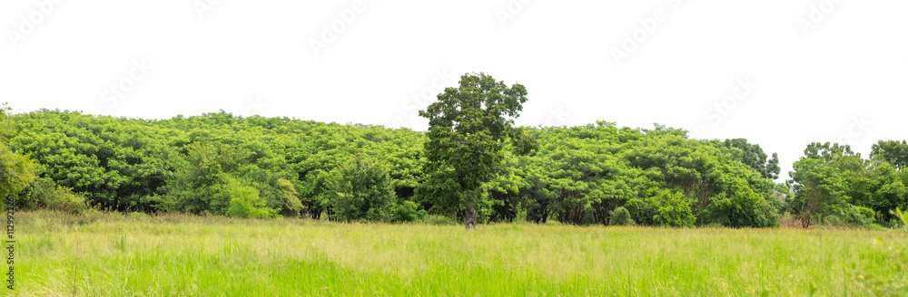 Forest and foliage in summer isolated on transparent background with cut path and alpha channel, high resolution. Forest and foliage in summer isolated on transparent background with cut path and alpha channel, high resolution.