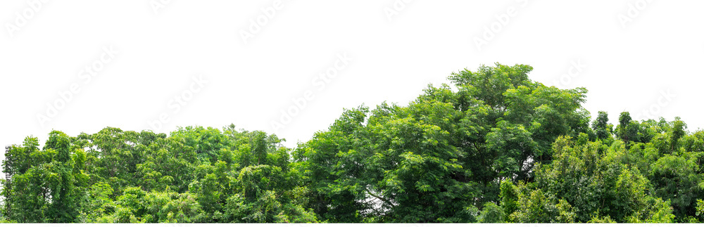 Forest and foliage in summer isolated on transparent background with cut path and alpha channel, high resolution. Forest and foliage in summer isolated on transparent background with cut path and alpha channel, high resolution.
