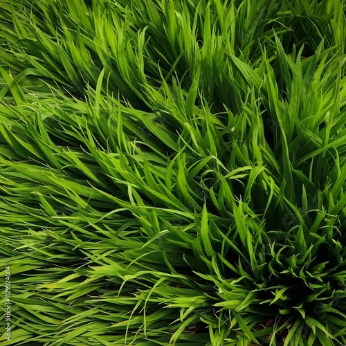  A field of green grass 