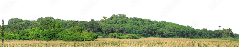 Forest and foliage in summer isolated on transparent background with cut path and alpha channel, high resolution. Forest and foliage in summer isolated on transparent background with cut path and alpha channel, high resolution.